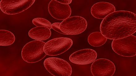 blood cells.jpg